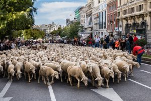 Når sauer inntar Madrids gater
