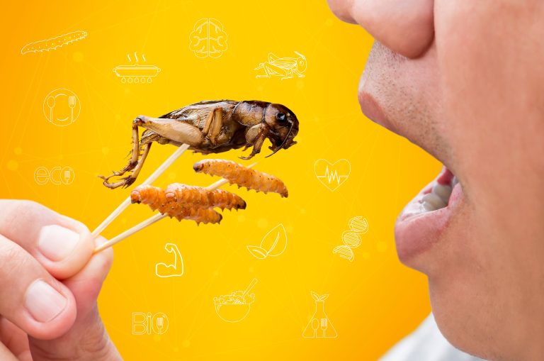 Insekter – snart på en tallerken nær deg