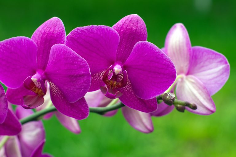 Besøk Europas største orchidarium i Estepona