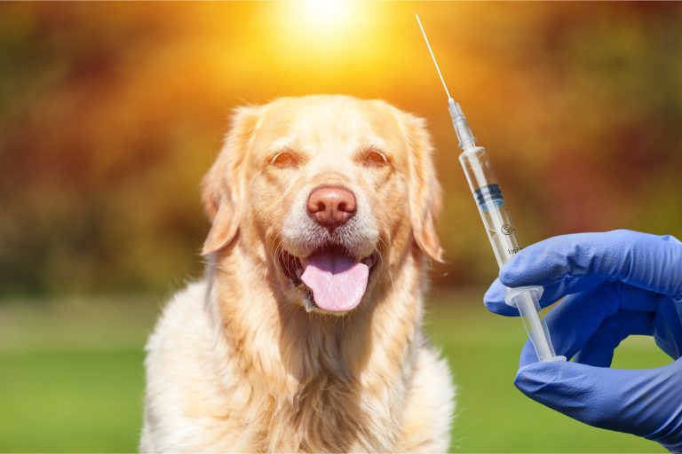 Málaga veterinærer advarer om øket rabies risiko