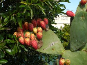 Kaktusfiken – en helsebringende delikatesse
