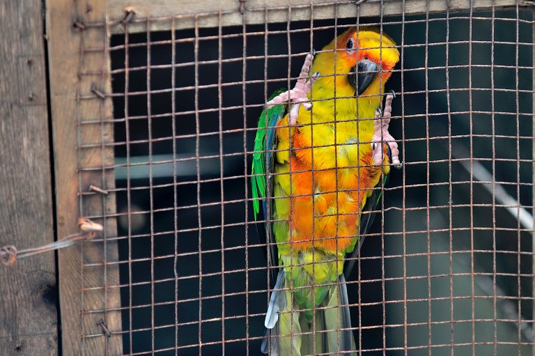 Yellow,,green,Red,Parrot,Bird,In,The,Cage