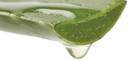 Aloe Vera – den forbløffende helbrederen