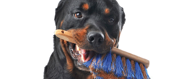 Hunder må også børste tennene!