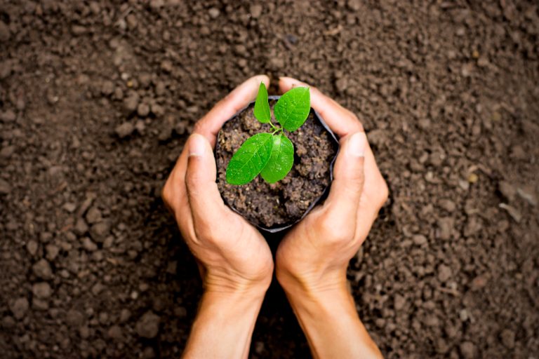 En voksende glede – 10 grunner til å plante et tre