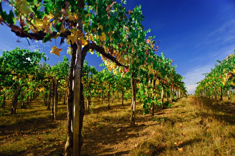 En reise til noen av Andalucías mest spektakulære vingårder