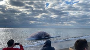 Død hval på stranden i Estepona