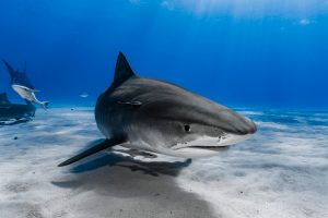 Hai i Middelhavet – myter og fakta
