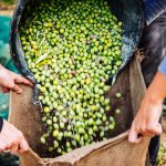 Nest dårligste olivenhøst på 100 år