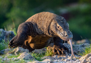 5 komodovaraner har blitt født på Costa del Sol