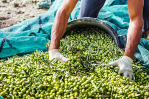 Dårligste olivenhøst på 100 år
