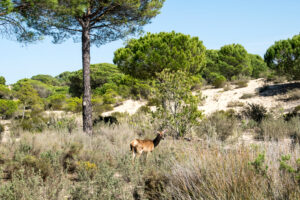 UNESCO mot lovforslag om øket jordbruksvanning i Doñana nasjonalpark