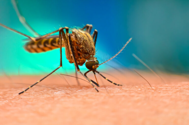 Mosquito Alert – ”Hvis du blir du stukket, anmeld det!”