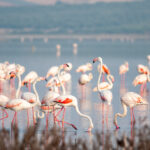 Flamingoer returnerer til Málaga