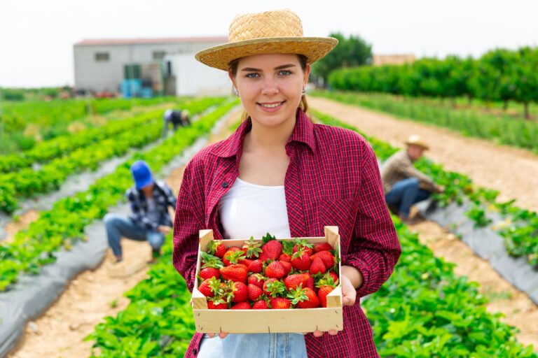 Positive,Woman,Farmer,Gardening,On,Plantation,,Harvesting,Strawberry
