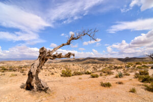 Spanias ørkenområder vokser
