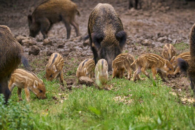Feral,Pigs,,Sow,And,Piglets,Rooting,For,Food