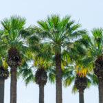 Nye palmer på Palmegaten