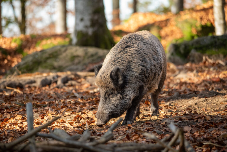 Fakta og myter om villsvin