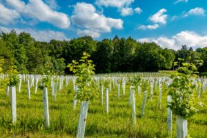 Andalucía vil plante 1,5 millioner trær for å absorbere CO2