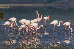 Langhelgstips – se ville flamingoer