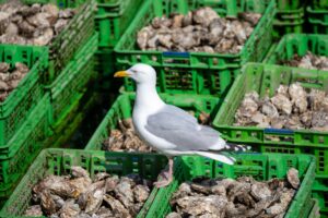 Fiskehandlere har problemer med måker – viralt videoklipp