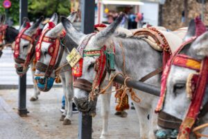 Nytt rekreasjonsområde for Mijas’ esler