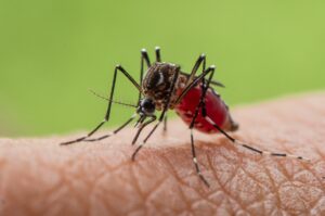 Tigermyggen invaderer Andalucía