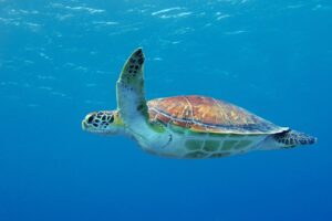 Rincón de la Victoria vil redde havskilpadder