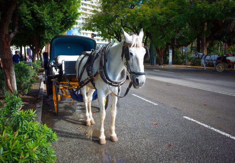 Aktuell kommentar: Dyrevelferd – med døden til følge