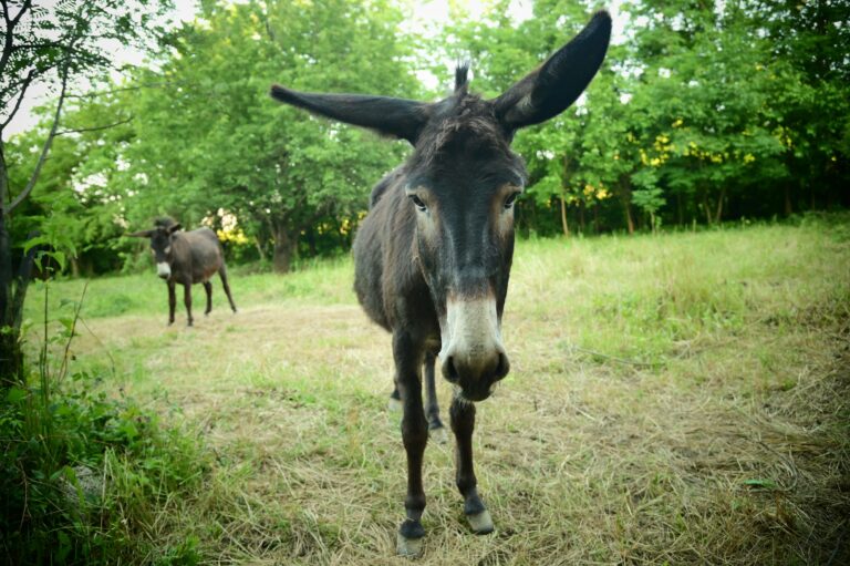 Rekreasjonspark for esler i Mijas
